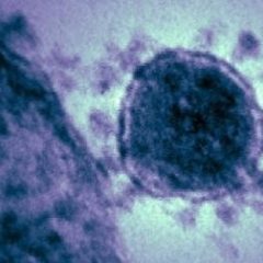 Imagem da notícia: Primeiros casos de coronav&iacute;rus na Tun&iacute;sia