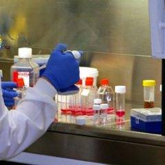 Imagem da notícia: Investiga&ccedil;&atilde;o em Portugal &eacute; pioneira na luta contra o cancro