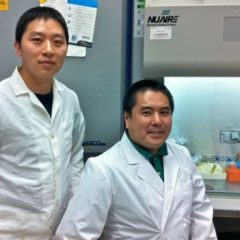 Imagem da notícia: Bact&eacute;ria da periodontite &eacute; duplamente nociva para a sa&uacute;de oral