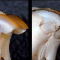 Imagem da notícia: Cientistas descobrem novo medicamento para regenerar dentes perdidos
